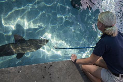 shark lagoon|Insider’s Guide to the Aquarium of the Pacific .